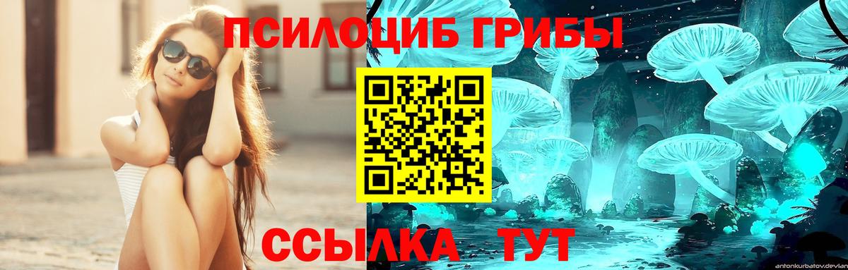 Осинники  цена наркотик  Вход с VPN  Псилоцибиновые грибы Cubensis 